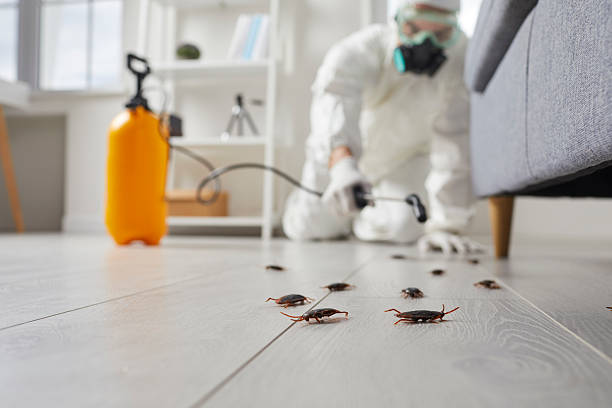Post-Treatment Bed Bug Interceptor Monitoring in Warsaw